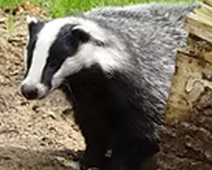 Badger - Commonly Trapped Furbearer Missouri Trappers Assocation Badger - Commonly Trapped Furbearer Missouri Trappers Assocation