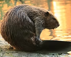 Beaver - Commonly Trapped Furbearer Missouri Trappers Assocation Beaver - Commonly Trapped Furbearer Missouri Trappers Assocation