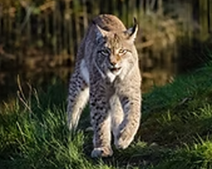 Bobcat - Commonly Trapped Furbearer Missouri Trappers Assocation Bobcat - Commonly Trapped Furbearer Missouri Trappers Assocation