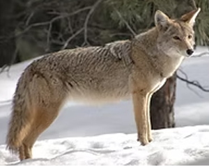 Coyote - Commonly Trapped Furbearer Missouri Trappers Assocation Coyote - Commonly Trapped Furbearer Missouri Trappers Assocation