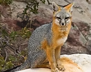 Gray Fox - Commonly Trapped Furbearer Missouri Trappers Assocation Gray Fox - Commonly Trapped Furbearer Missouri Trappers Assocation
