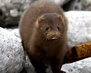 Mink - Commonly Trapped Furbearer Missouri Trappers Assocation Mink - Commonly Trapped Furbearer Missouri Trappers Assocation