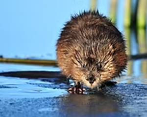 Muskrat - Commonly Trapped Furbearer Missouri Trappers Assocation Muskrat - Commonly Trapped Furbearer Missouri Trappers Assocation