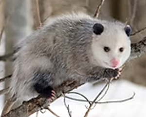 Opossum - Commonly Trapped Furbearer Missouri Trappers Assocation Opossum - Commonly Trapped Furbearer Missouri Trappers Assocation
