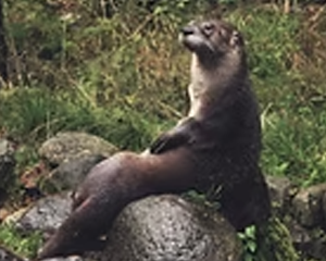 Otter - Commonly Trapped Furbearer Missouri Trappers Assocation Otter - Commonly Trapped Furbearer Missouri Trappers Assocation