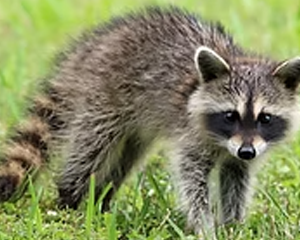 Raccoon - Commonly Trapped Furbearer Missouri Trappers Assocation Raccoon - Commonly Trapped Furbearer Missouri Trappers Assocation