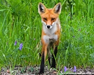 Red Fox - Commonly Trapped Furbearer Missouri Trappers Assocation Red Fox - Commonly Trapped Furbearer Missouri Trappers Assocation