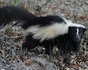 Skunk - Commonly Trapped Furbearer Missouri Trappers Assocation Skunk - Commonly Trapped Furbearer Missouri Trappers Assocation