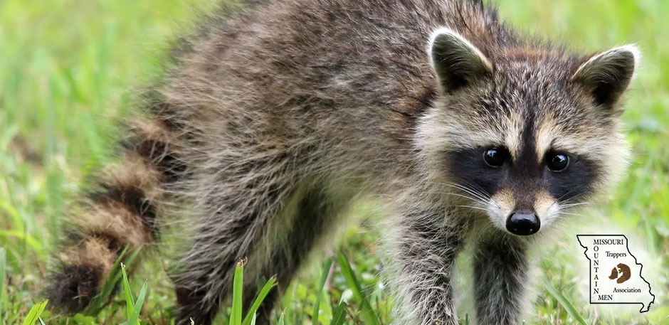 Contact Missouri Trappers Assocation Contact Missouri Trappers Assocation